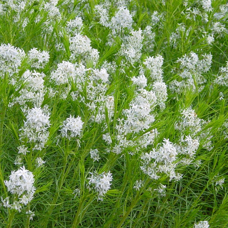 Light blue flowers on the native Amsonia hubrichtii attract pollinators in spring.