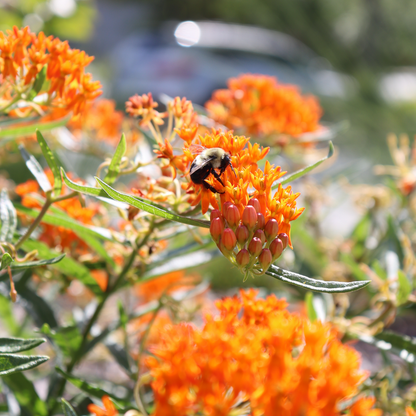 Pollinators, including bees, love the flowers of native Asclepias tuberosa.