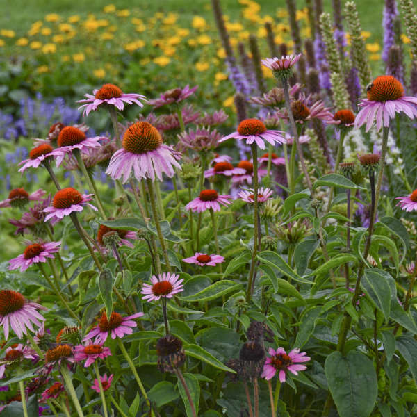 Purple coneflower in a perennial garden