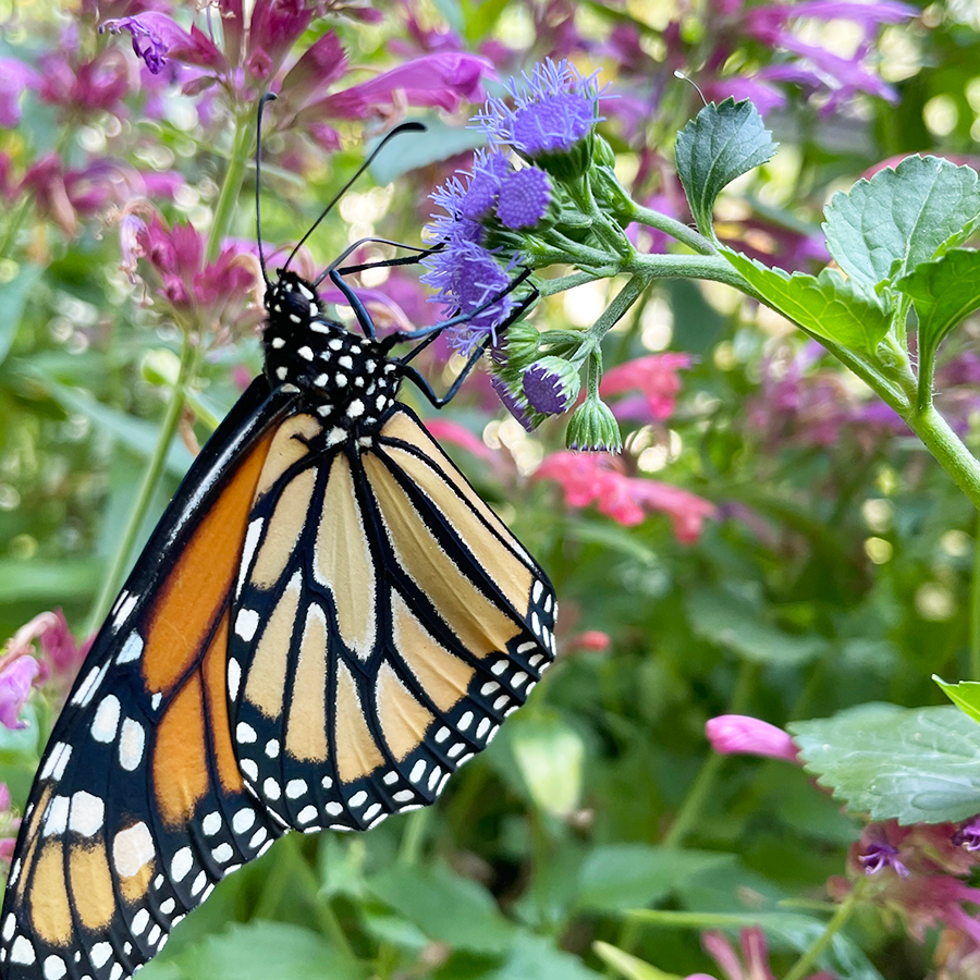 Monarch butterfly feeding on the nectar and pollen of blue mistflower