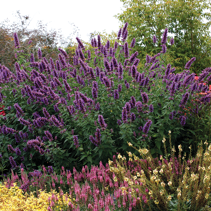 Purple flower spikes from hummingbird mint flowers