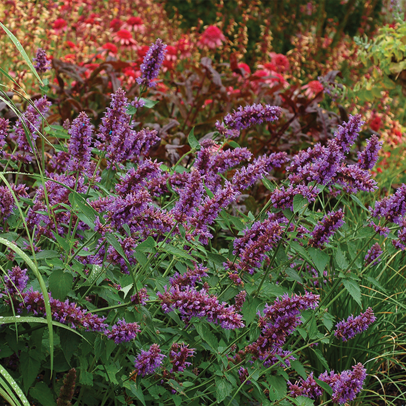 Purple flower spikes from hummingbird mint flowers