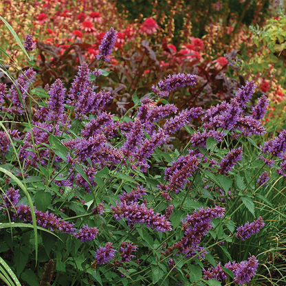 Purple flower spikes from hummingbird mint flowers