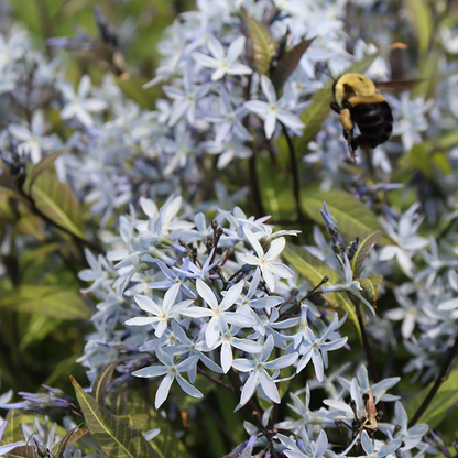 Bee flying near delicate bluestar flowers