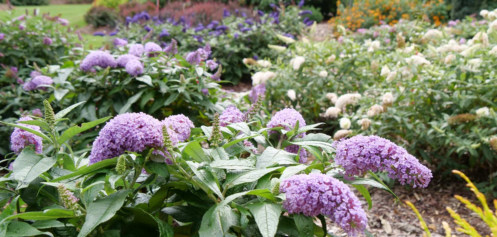 Purple and white butterfly bushes in a garden