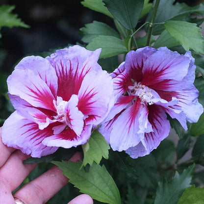 Close up image of purple rose of Sharon flowers with a bright red center