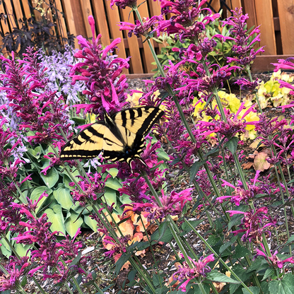 Close up image of a butterfly on hummingbird mint flowers