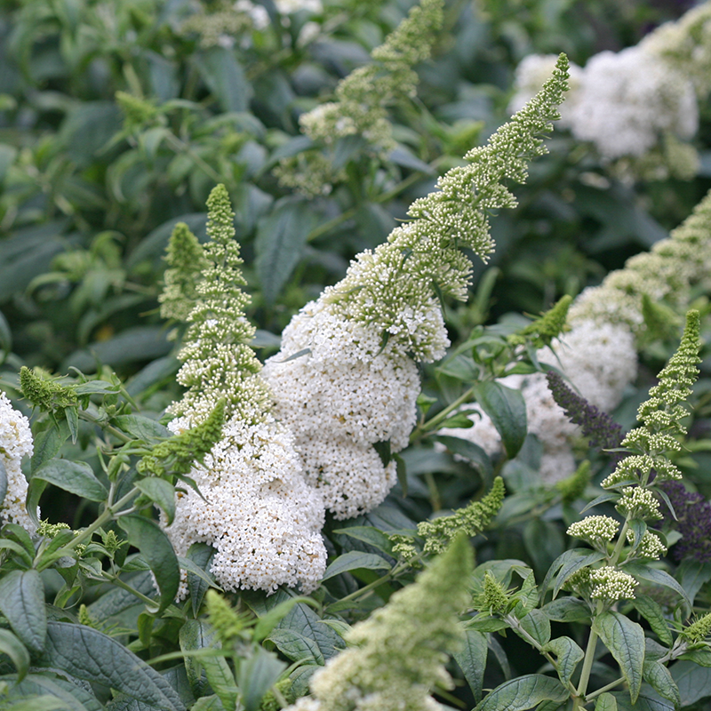 Close up image of white butterfly bush flowers