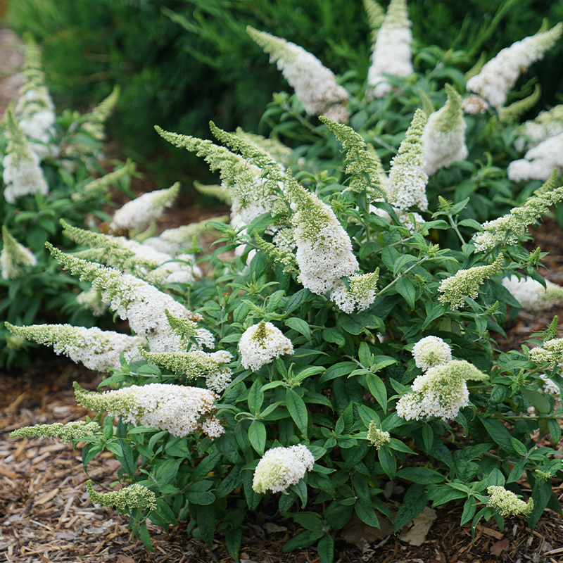 White butterfly bush shrubs in a garden