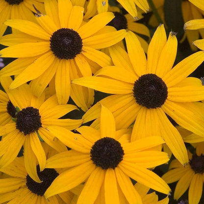 Up close image of cheery yellow flowers