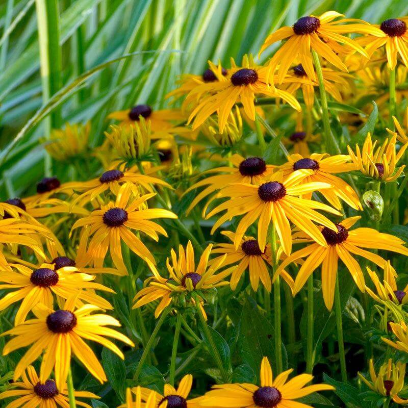 Yellow rudbeckia flowers in a sunny garden