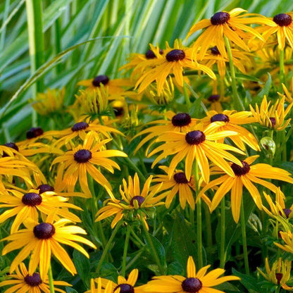 Yellow rudbeckia flowers in a sunny garden