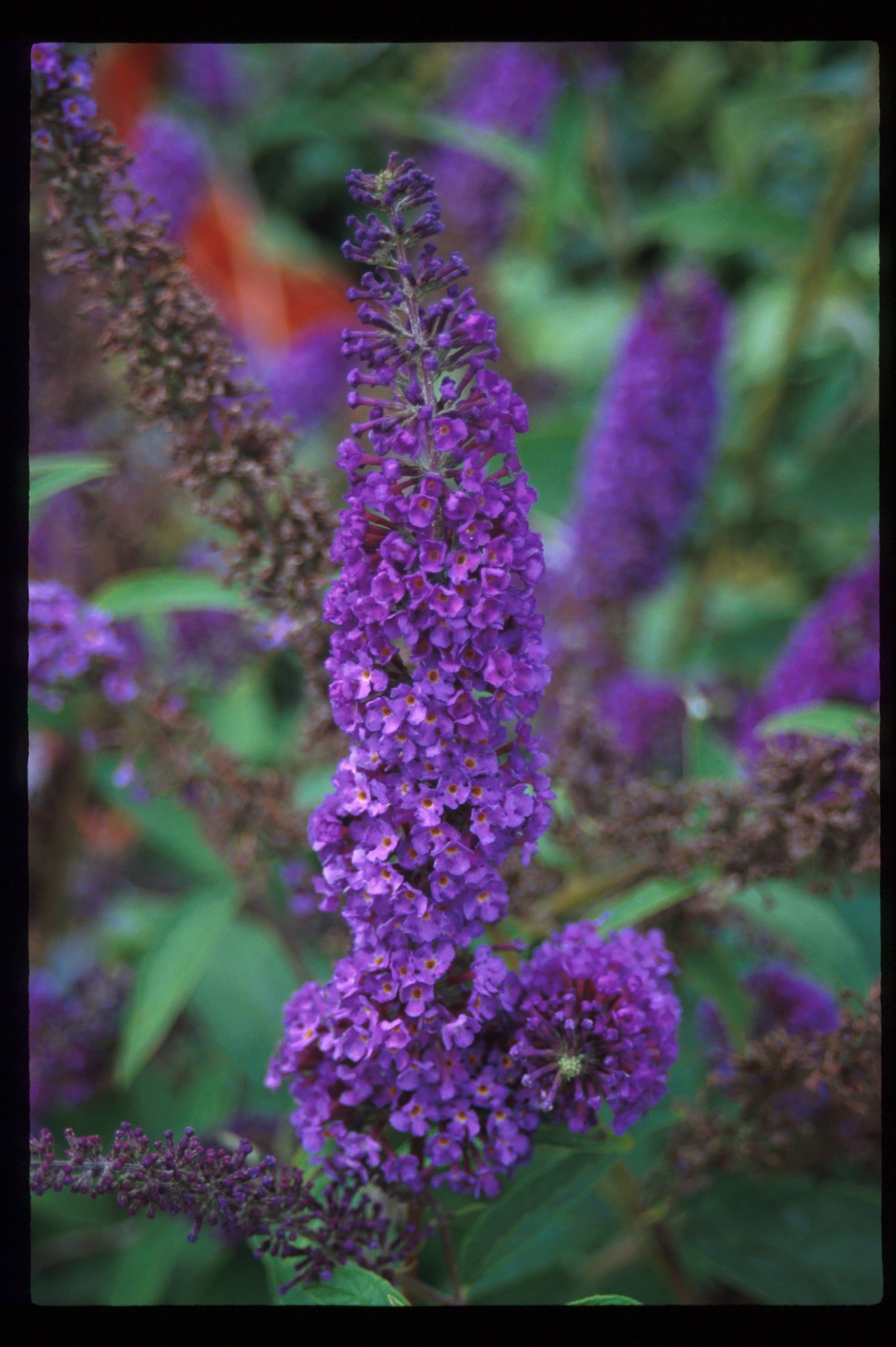 The spiky purple blooms of Nanho Purple butterfly bush
