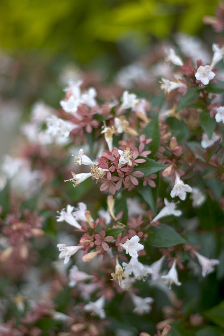 A closeup of the white, trumpet shaped flowers of Ruby Anniversary abelia.