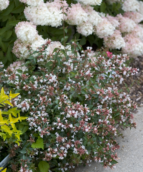 Ruby Anniversary abelia covered in white flowers in a landscape.