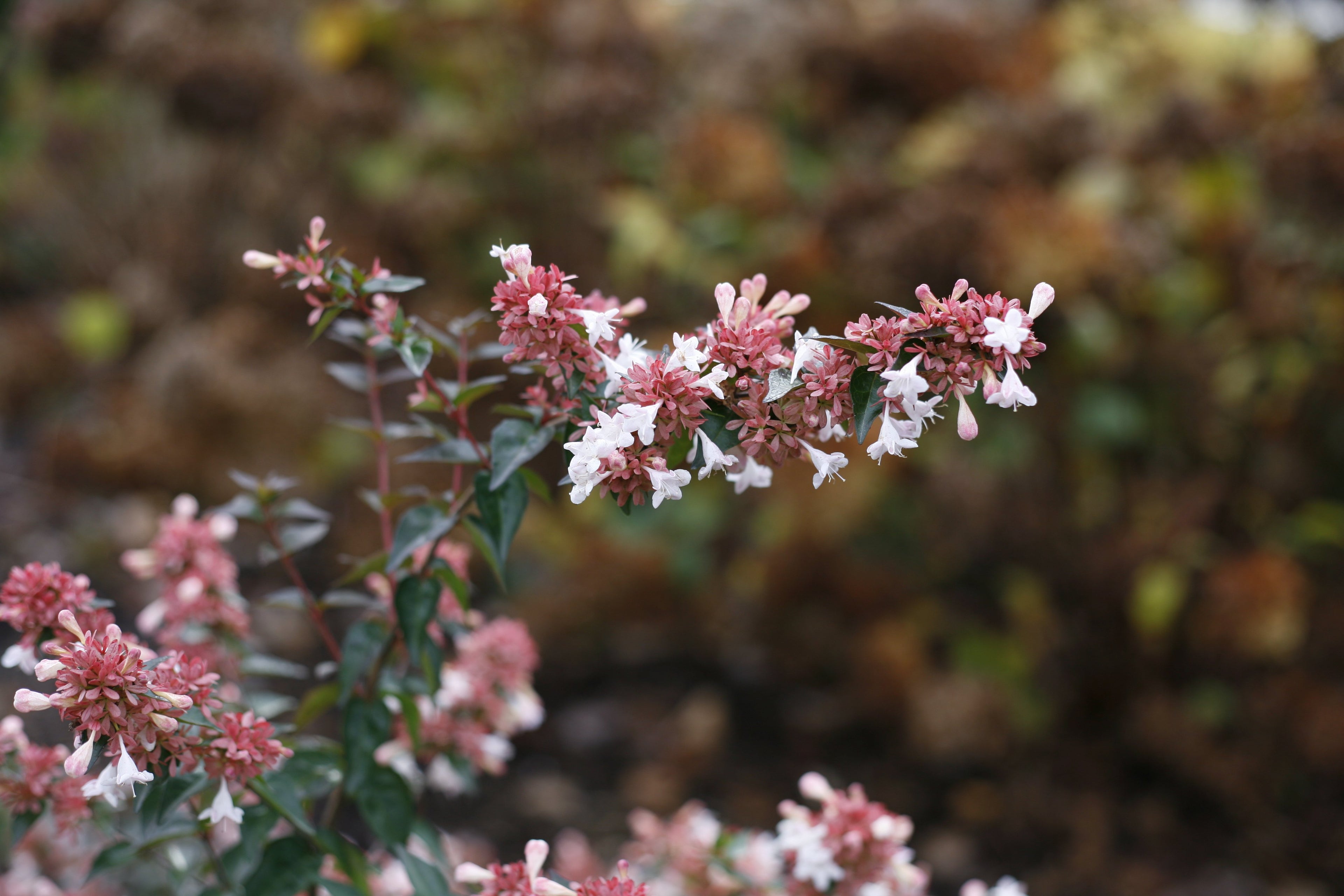 A closeup of the white flowers and pink bracts of Ruby Anniversary abelia.