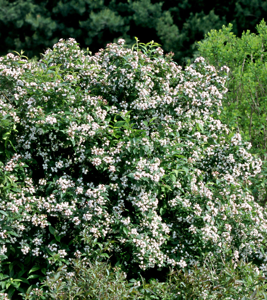 Abelia Sweet Emotion blooms in spring with the most amazing jasmine fragrance.
