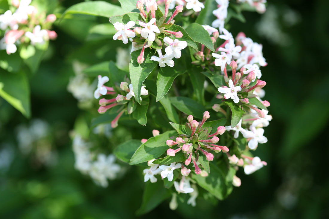 Abelia Sweet Emotion has pink buds and white flowers