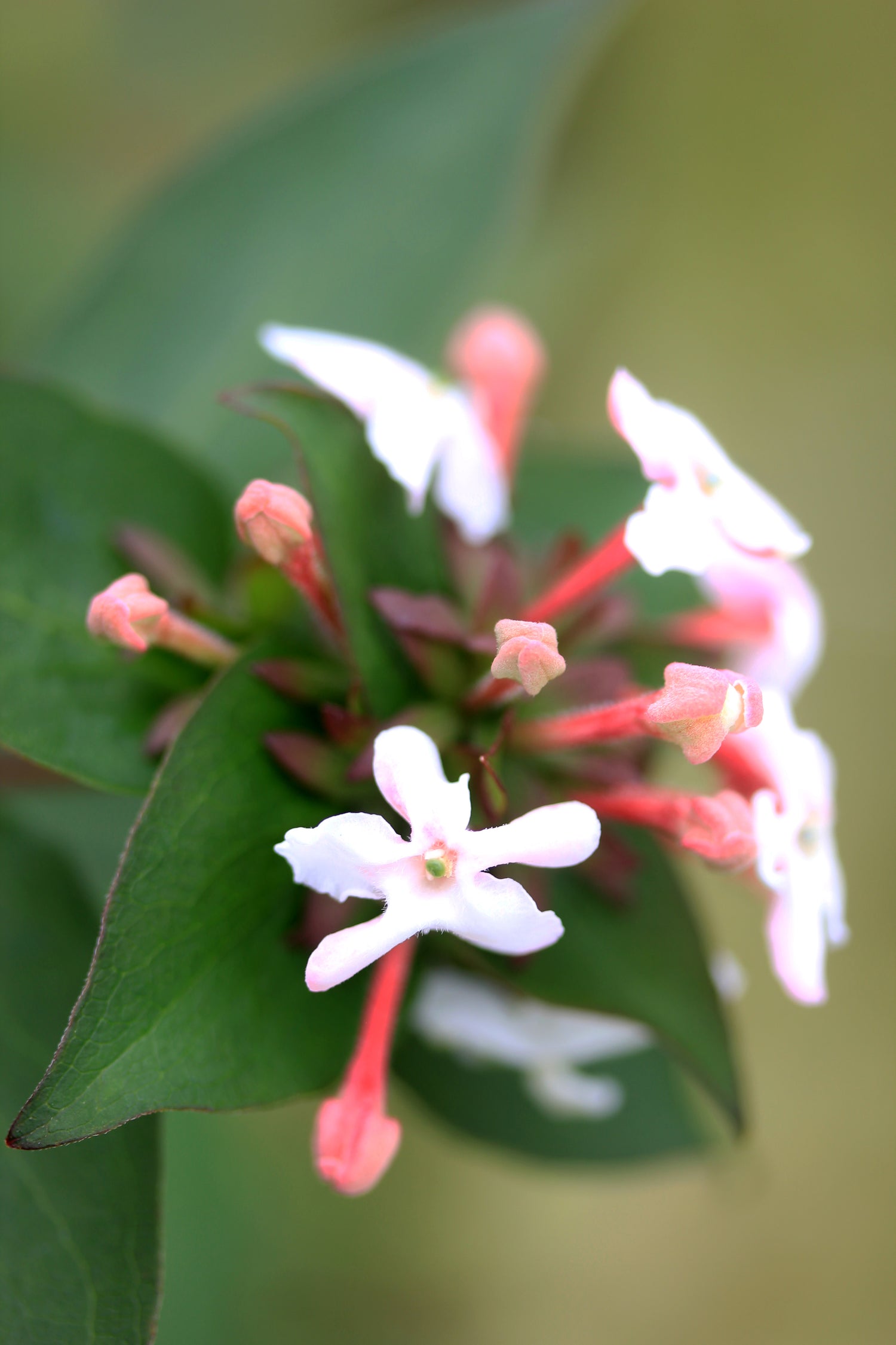 Close up of the Abelia Sweet Emotion bloom.