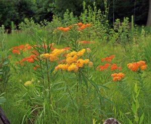 Gay Butterflies Milkweed (Asclepias tuberosa) has showy blooms with red, orange, and yellow hues.