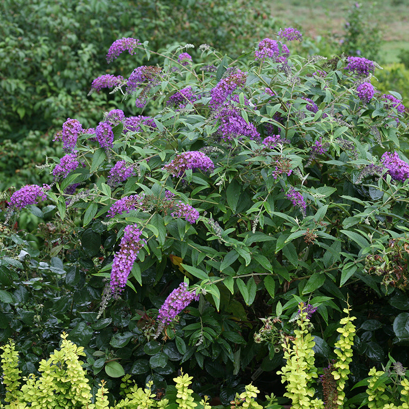 Buddleia Lo &amp; Behold Purple Haze has purple blooms in summer