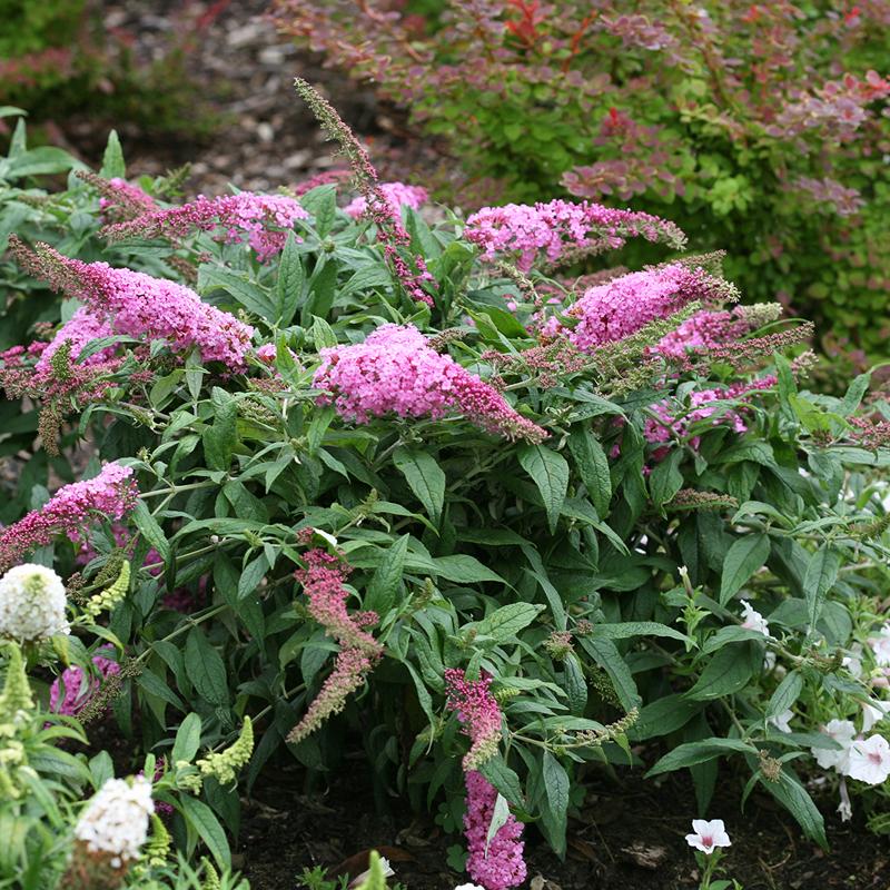 Buddleia Pugster Pinker has sweet pink flowers that are a hit with butterflies and hummingbird moths