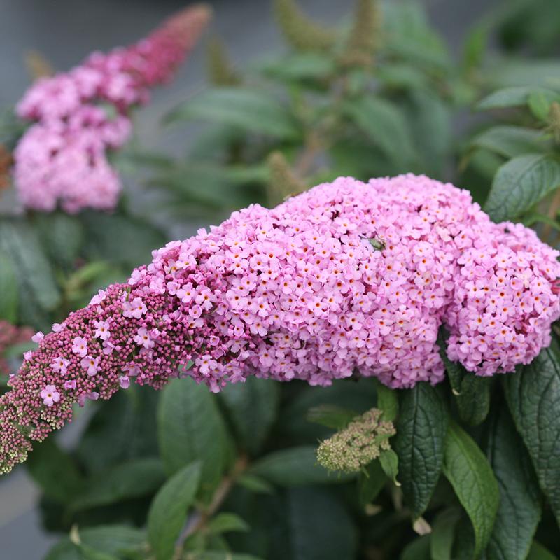 Buddleia Pugster Pinker replaces the original Pugster Pink with bigger blooms