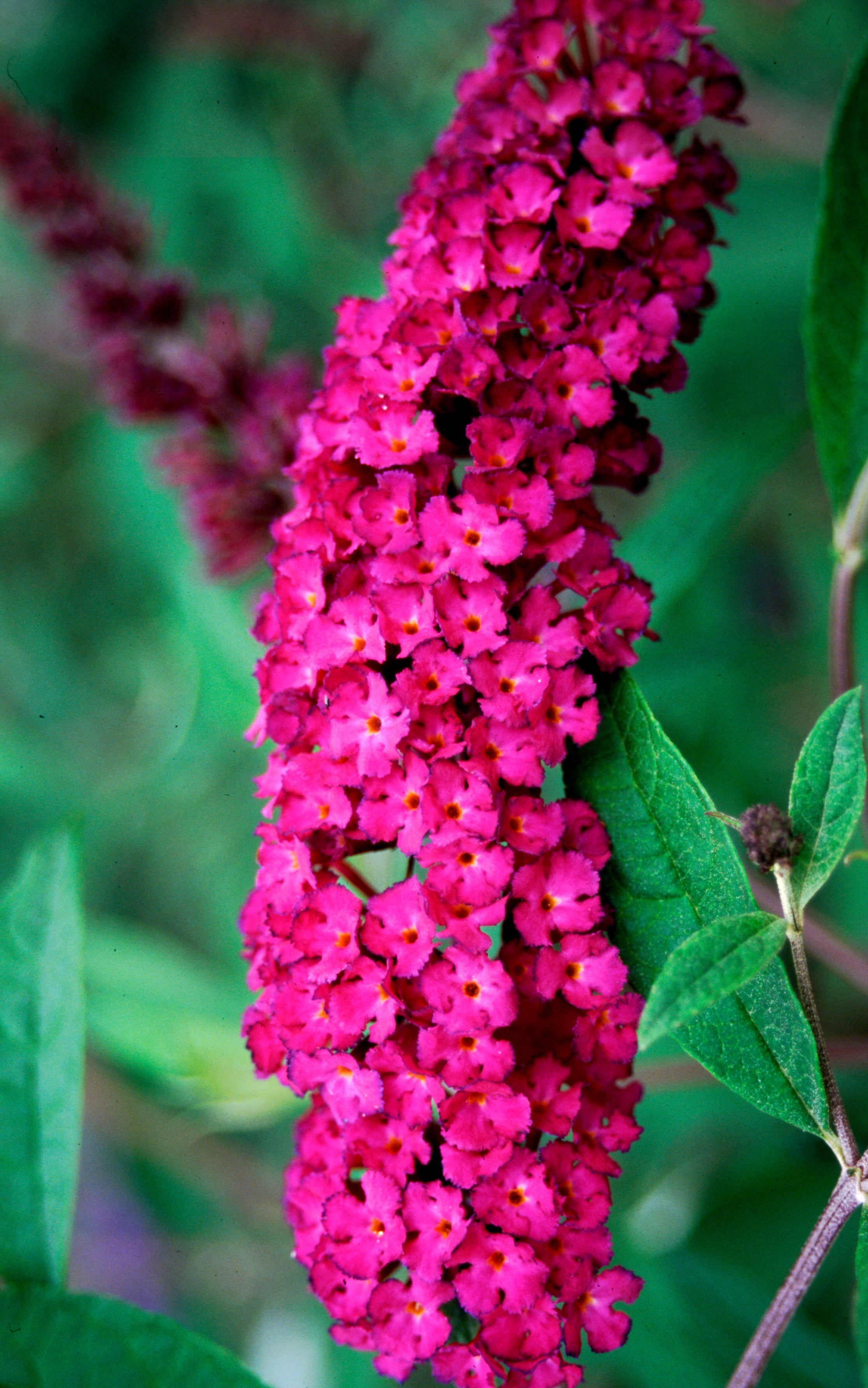 The full, pink-red blooms of award winning Royal Red butterfly bush