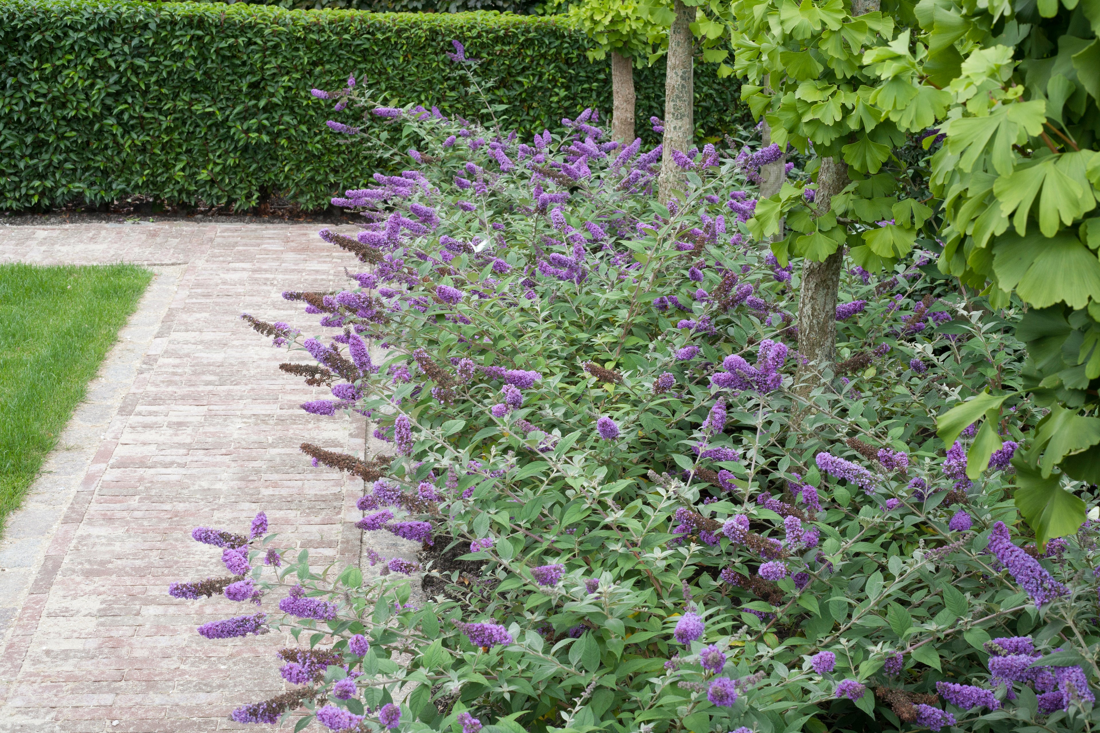 Lo and behold blue chip butterfly bush landscape idea
