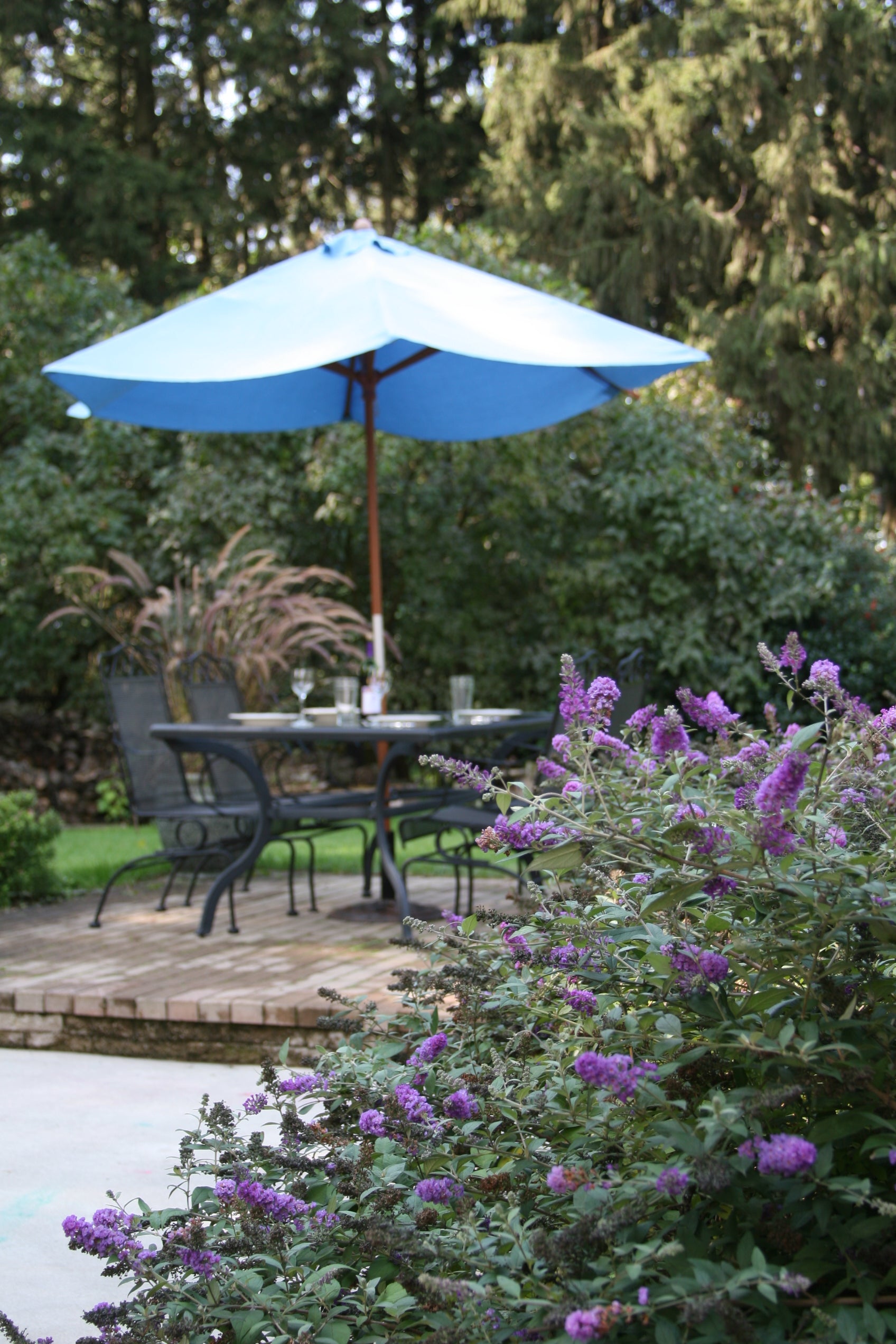 Lo and behold blue chip butterfly bush blooms in a landscape with a patio table in the background