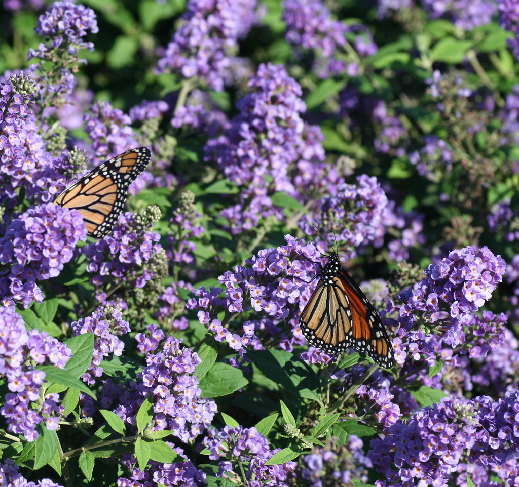 Monarch butterflies feed on the blue flower spikes of blue chip buddleia