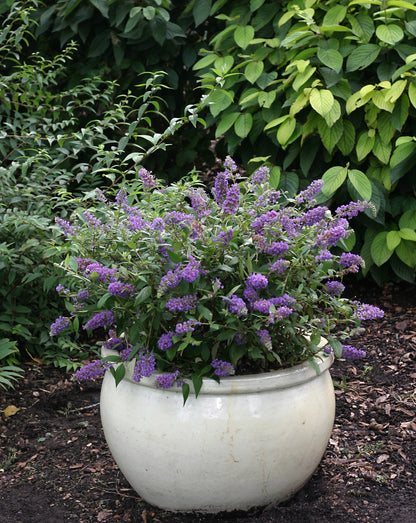 Lo and Behold Blue Chip butterfly bush blooms in a glossy white ceramic pot