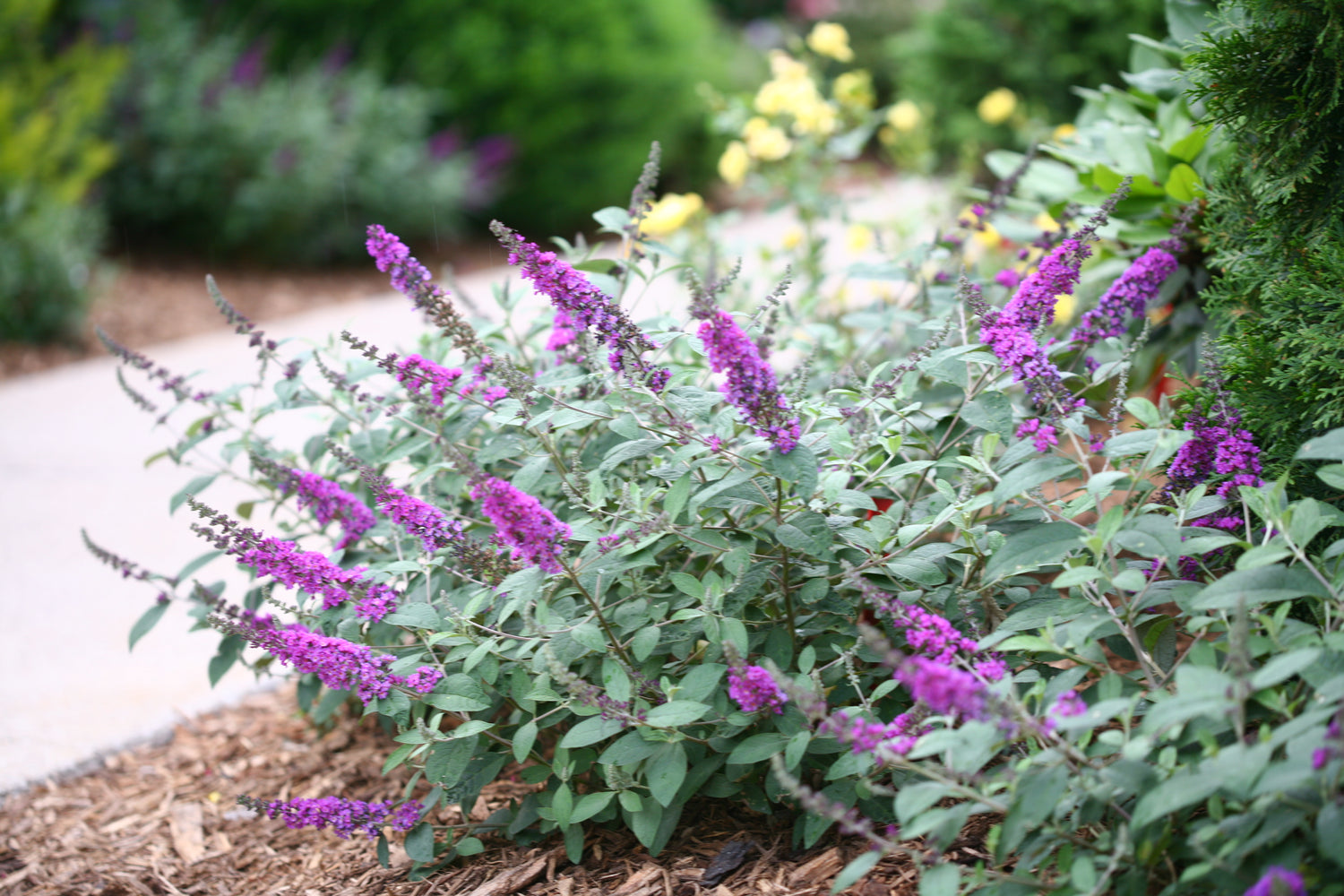 The dwarf habit and silvery foliage of Lo and Behold Blue Chip Junior buddleia