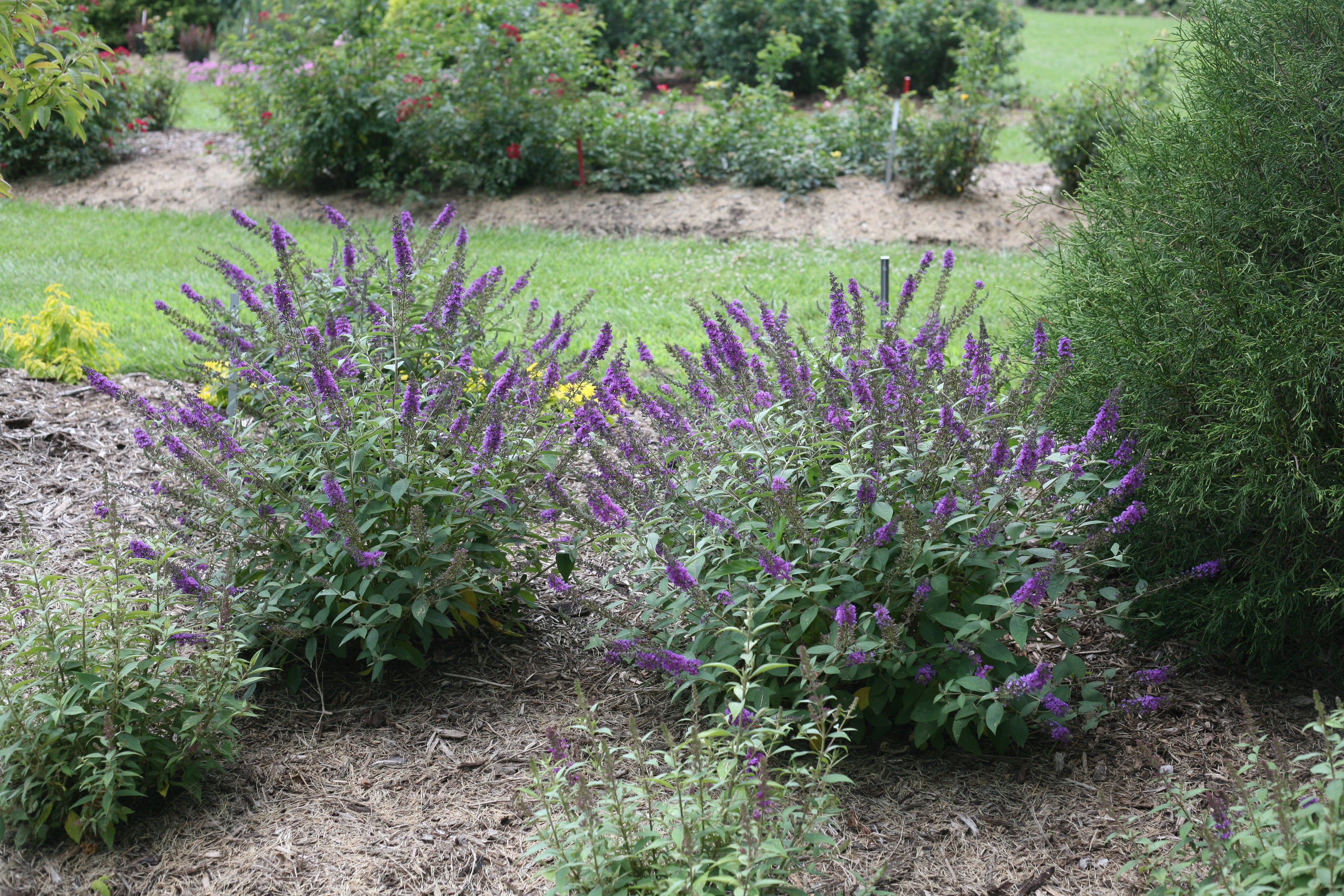 Three Lo and Behold Blue Chip Junior butterfly bushes covered in purple flower spikes