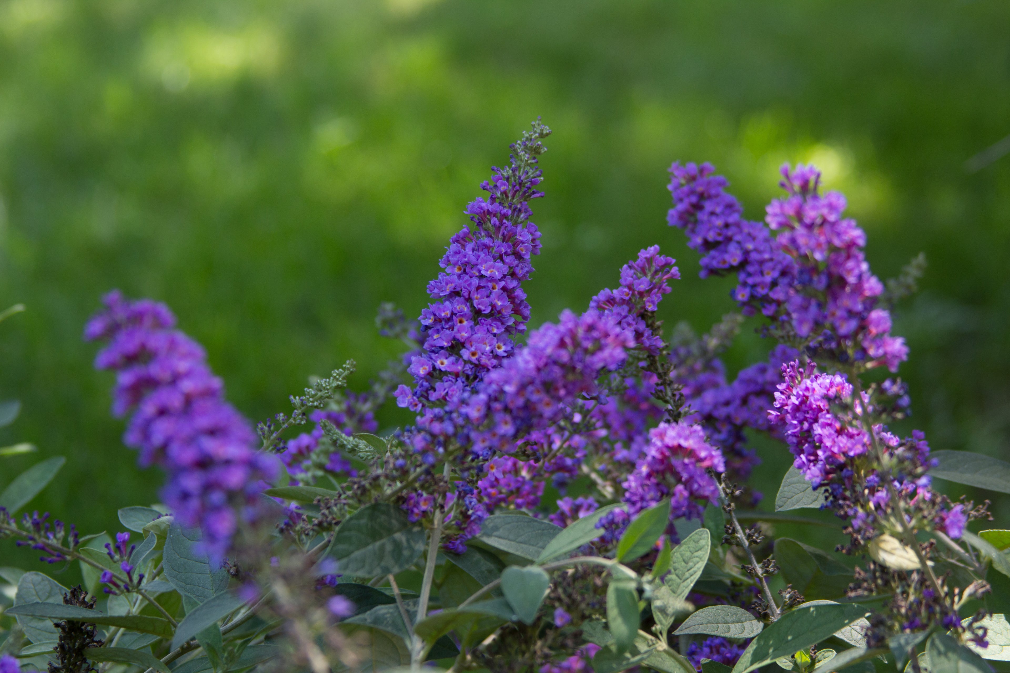 Close up of the blue-purple flowers of Lo and Behold Blue Chip Junior butterfly bush