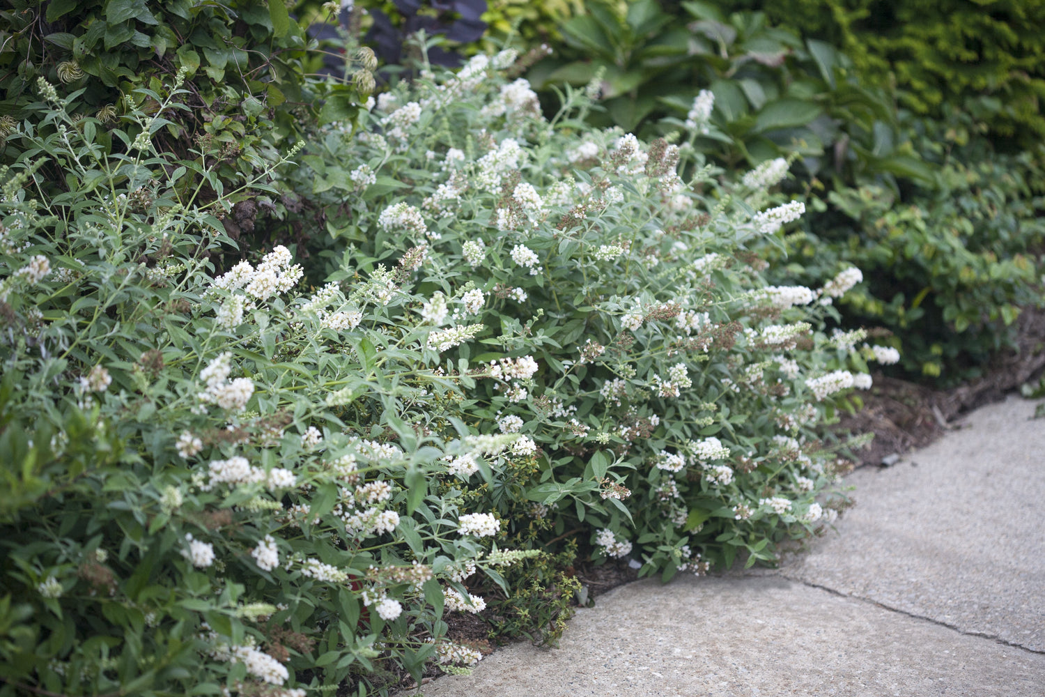 Two Ice Chip butterfly bushes blooming along a sidewalk