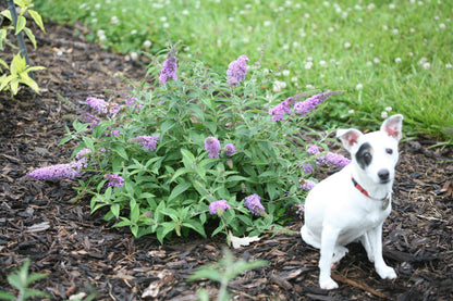 A cute Jack Russell dog sits next to dwarf Lo and Behold Lilac Chip butterfly bush