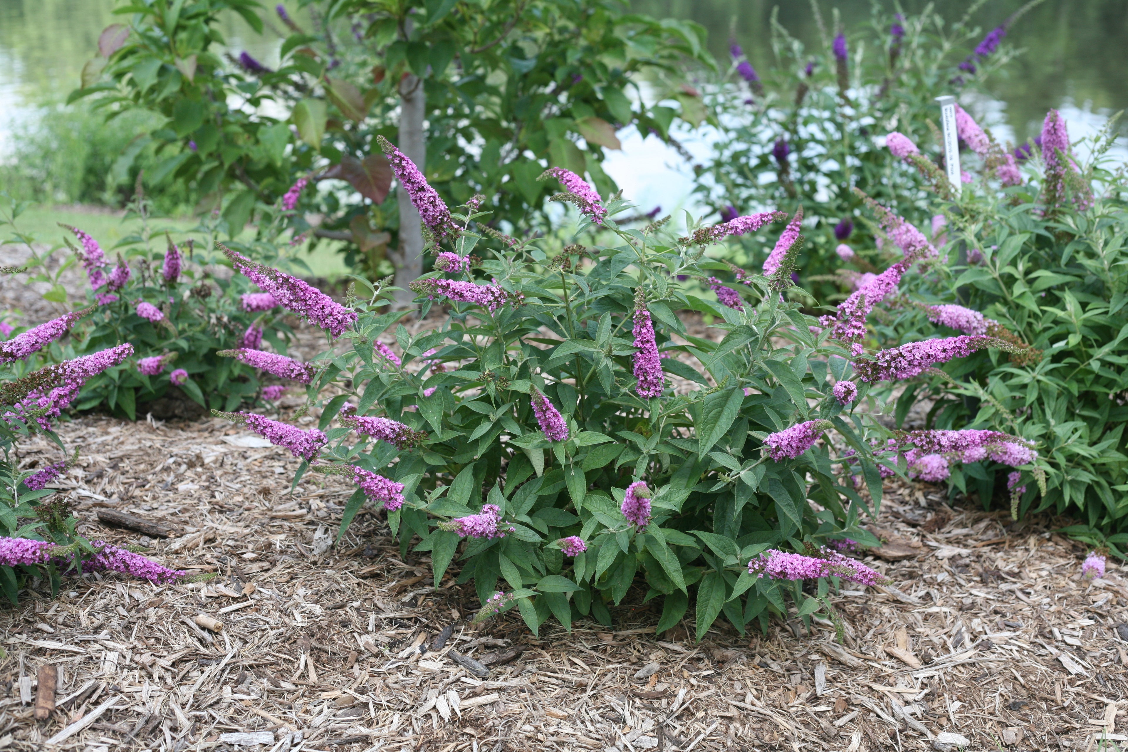 Buddleia Lo &amp; Behold Pink Micro Chip planted in a grouping