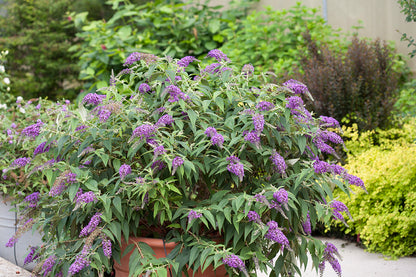 Buddleia Lo &amp; Behold Purple Haze is a low growing ground cover butterfly bush