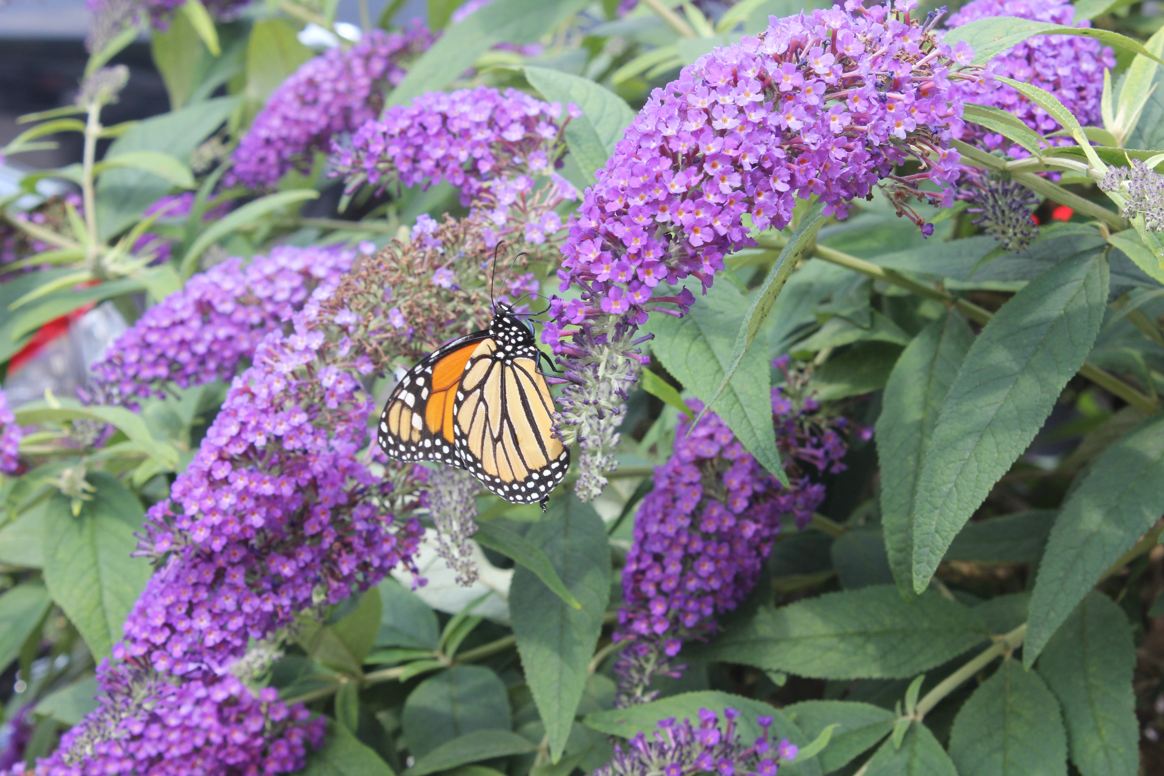 Buddleia Lo &amp; Behold Purple Haze attracts pollinators in droves