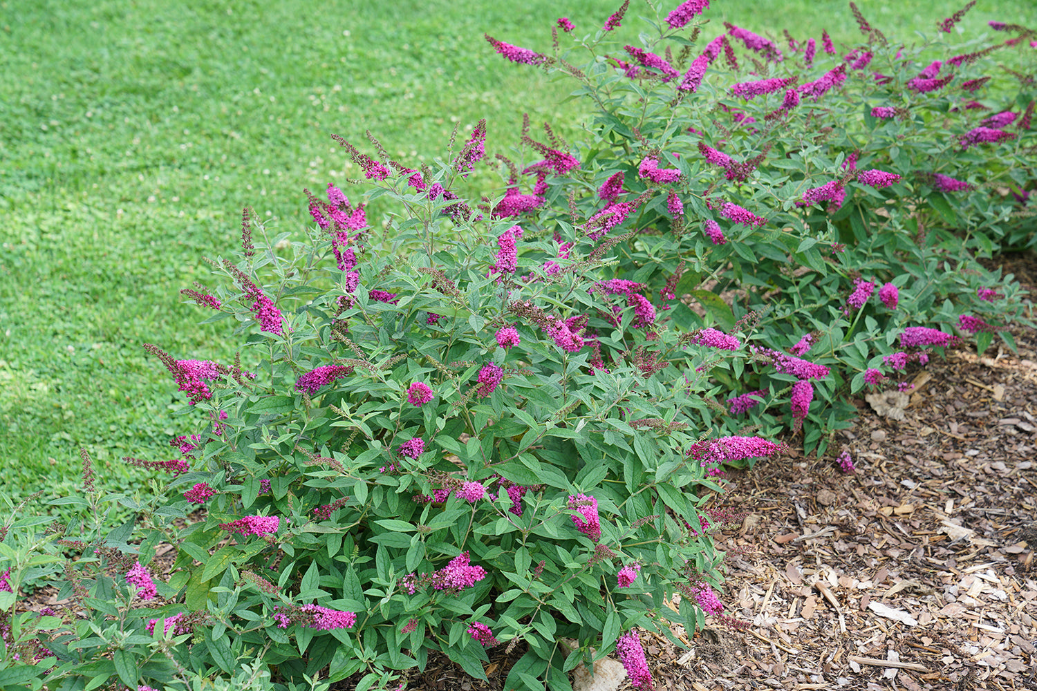 Buddleia Lo &amp; Behold Ruby Chip has bright blooms with a compact habit
