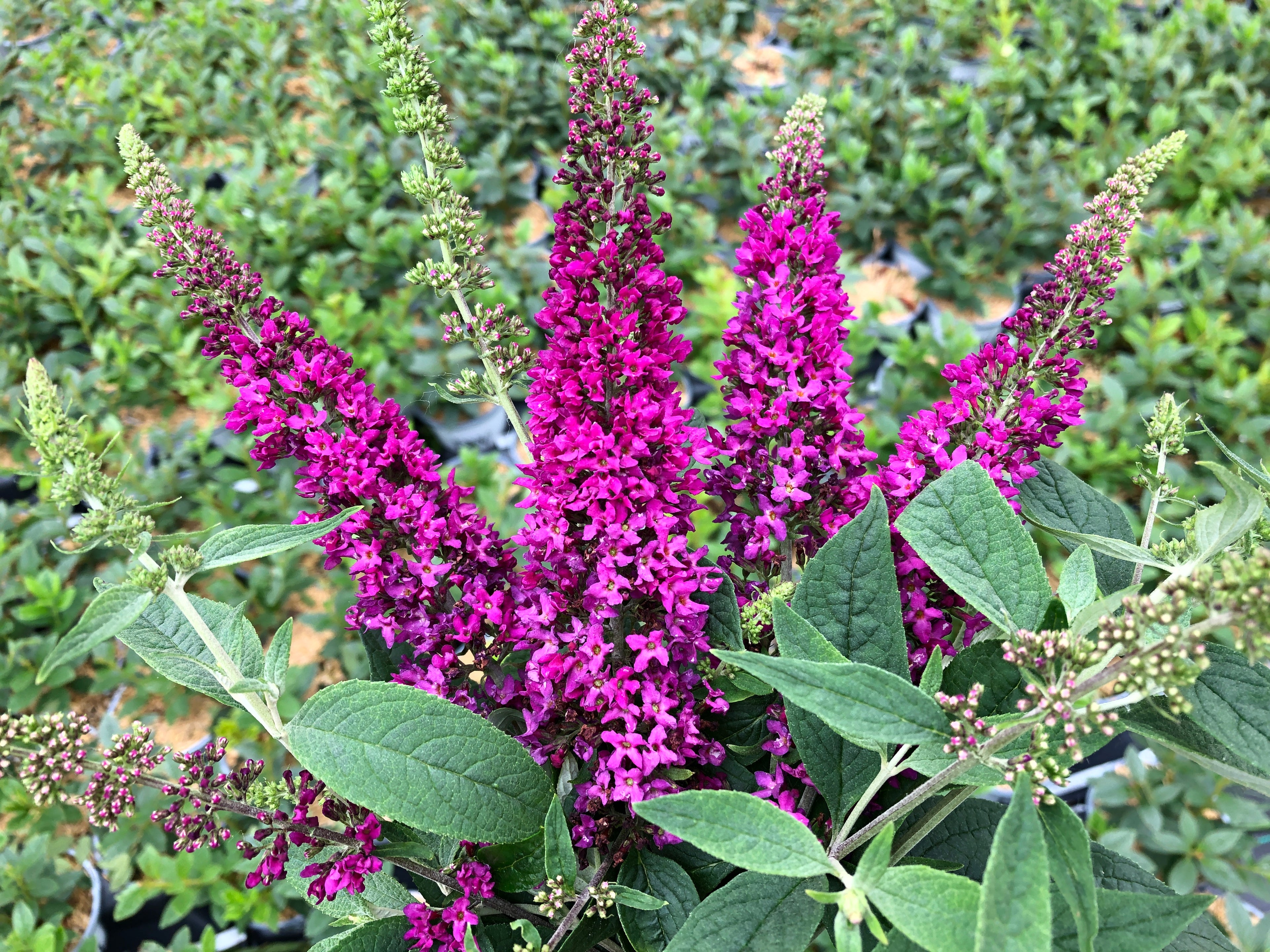Lo &amp; Behold Ruby Chip Butterfly Bush has months of blooms without trimming or deadheading