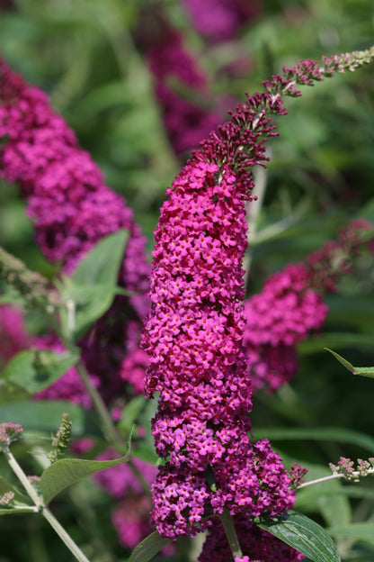 A closeup of the dense, bright pink-red flower spikes of Miss Molly butterfly bush