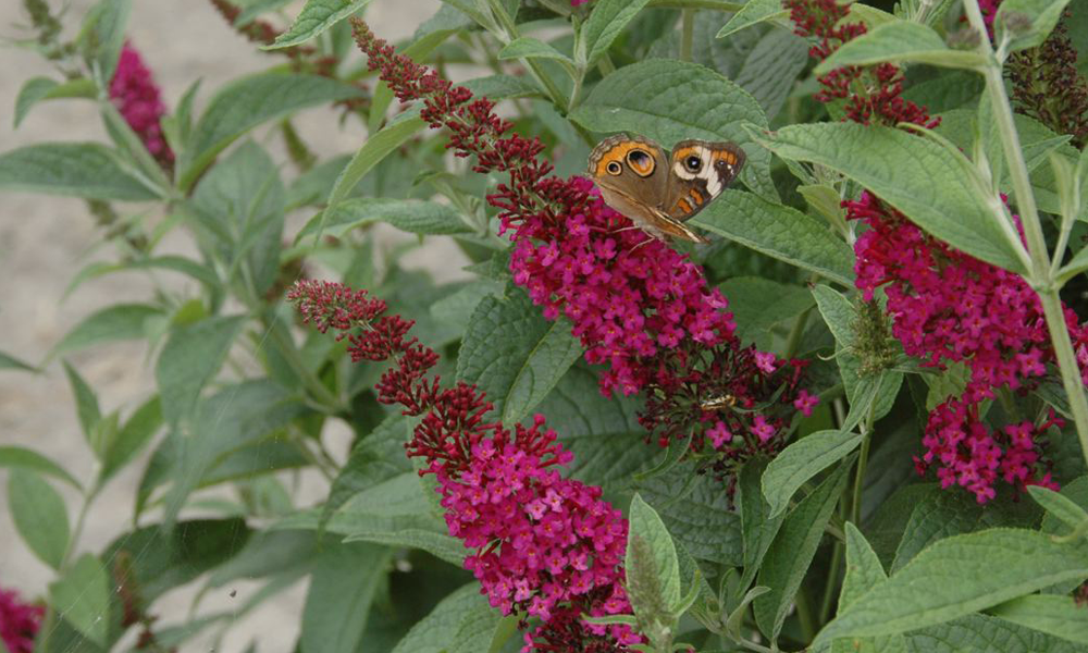 A common buckeye butterfly on Miss Molly buddleia