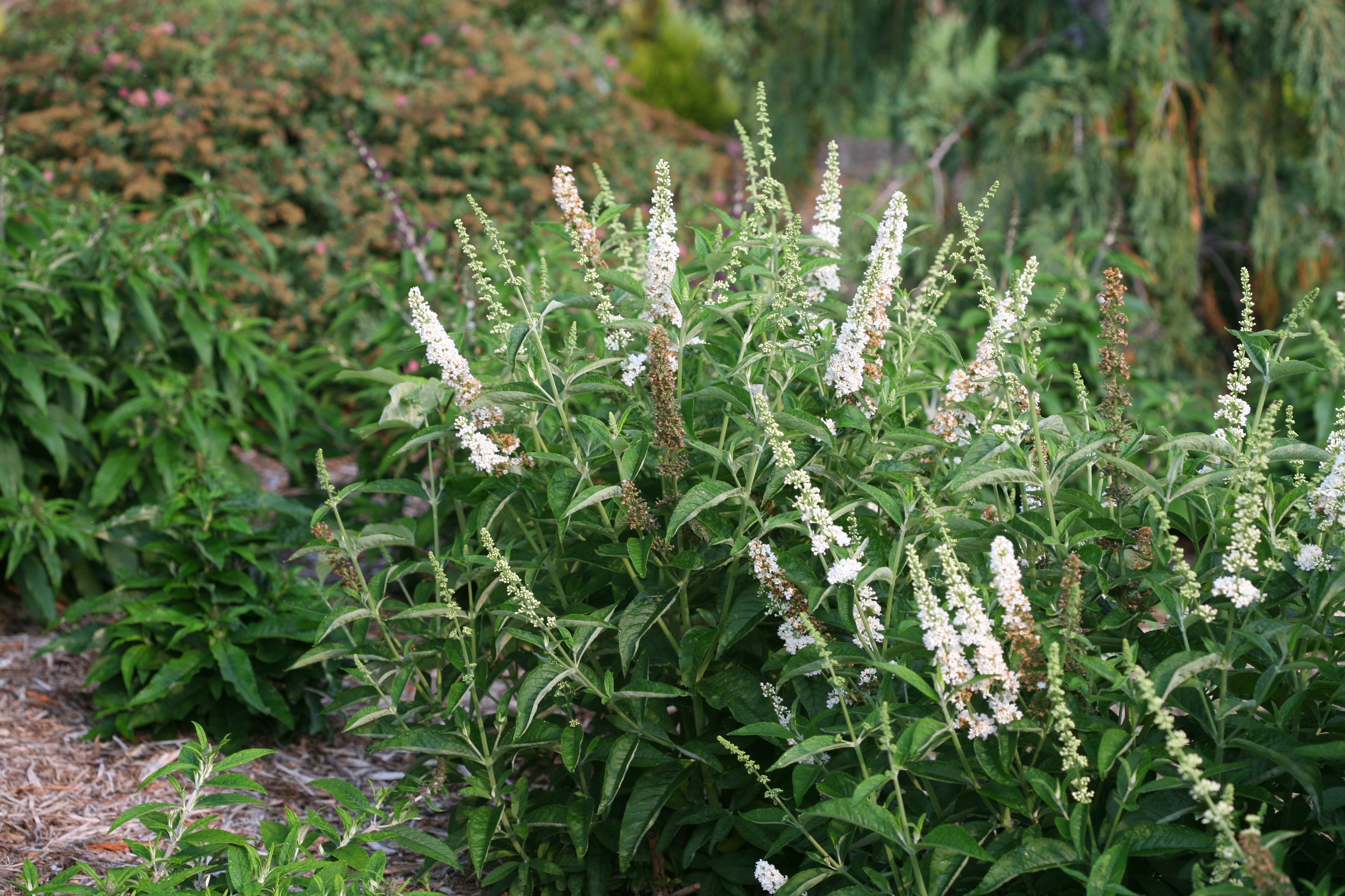 Buddleia Miss Pearl is perfect for night gardens 