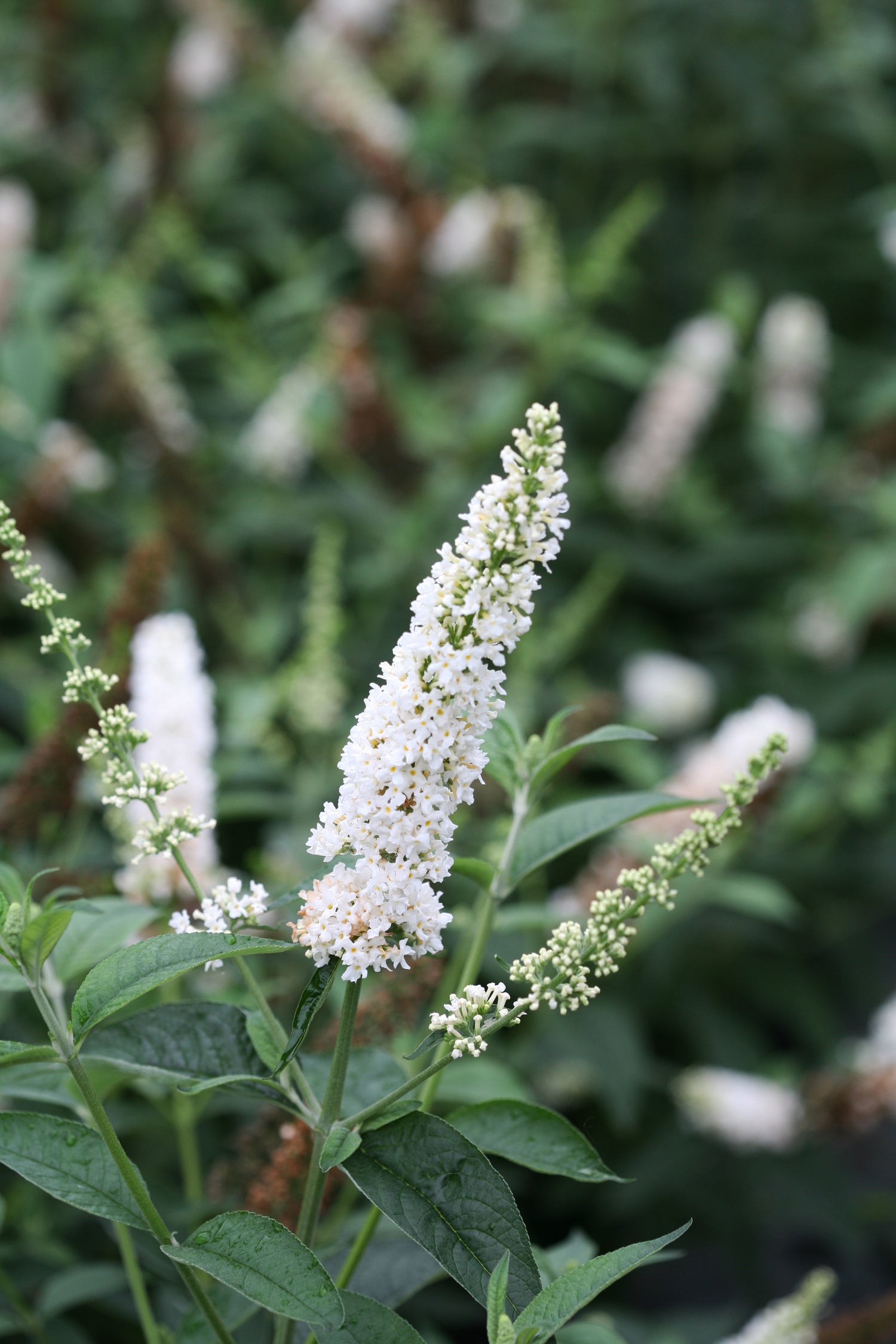 Buddleia Miss Pearl flowers do not need to be deadheaded