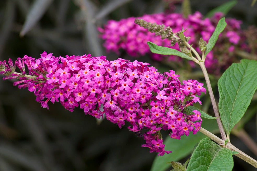 Buddleia Miss Ruby has an elegant habit and outstanding color