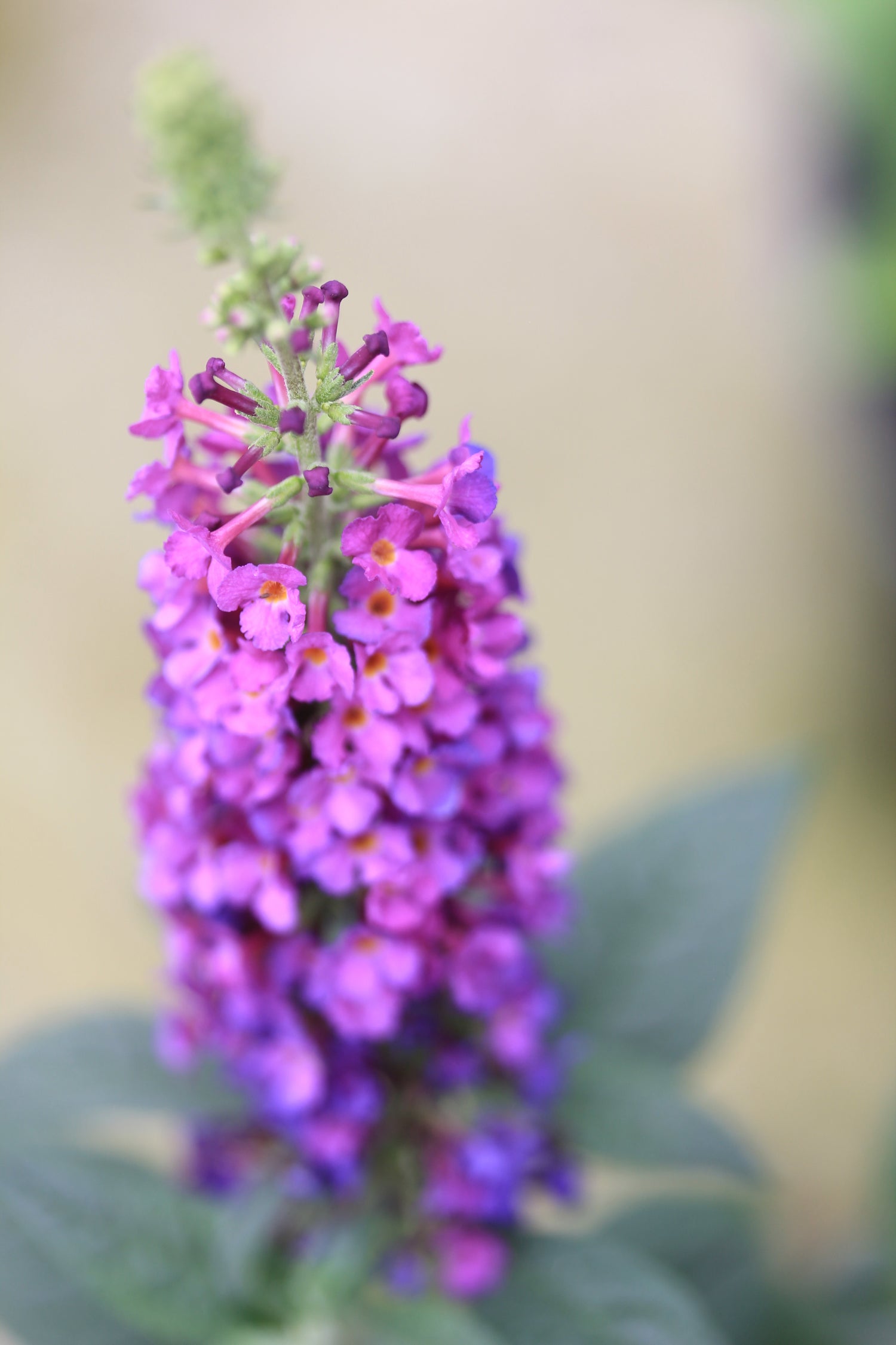 Buddleia Miss Violet is approved for sale in Oregon and Washington 