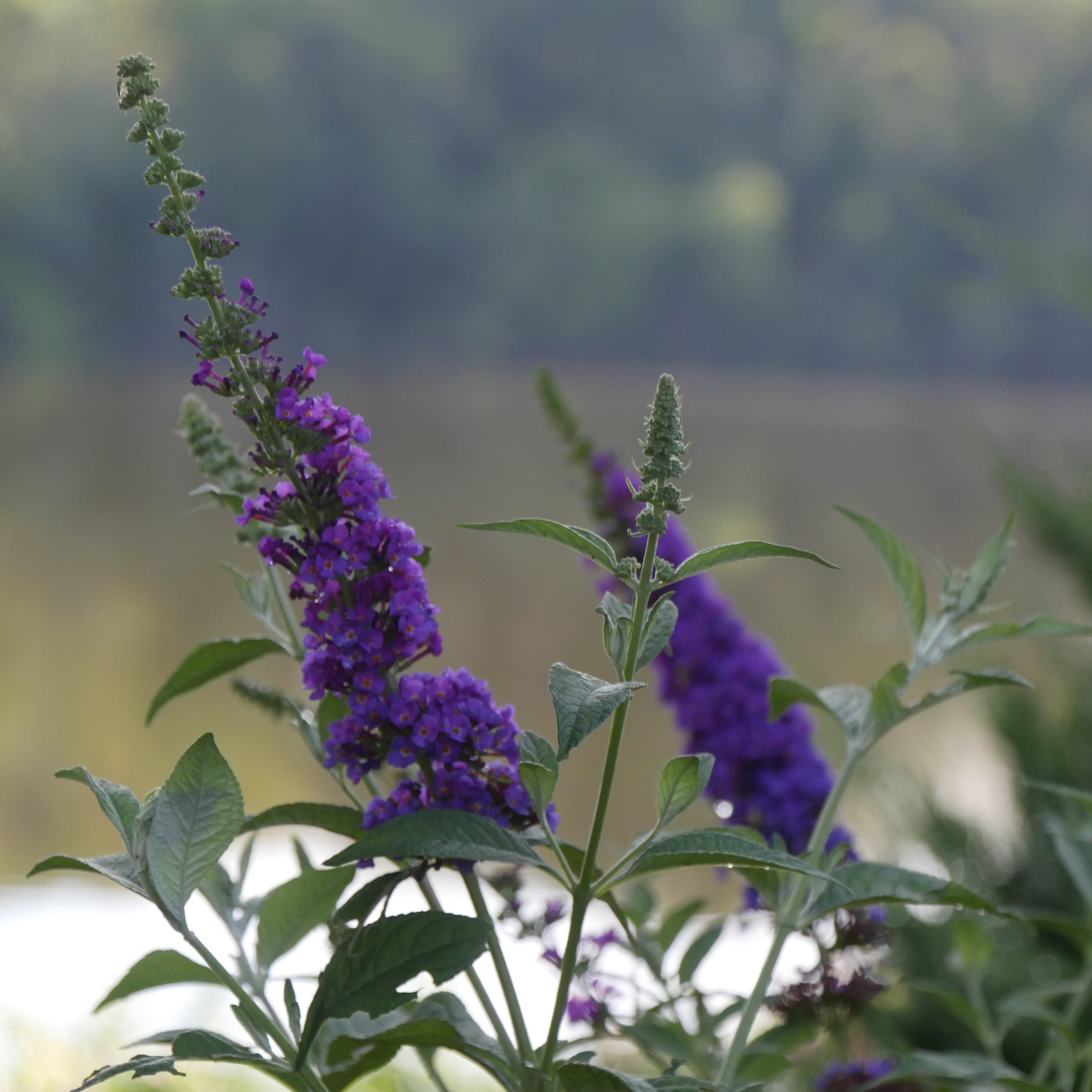 'Miss Violet' Butterfly Bush - Thumbnail 4