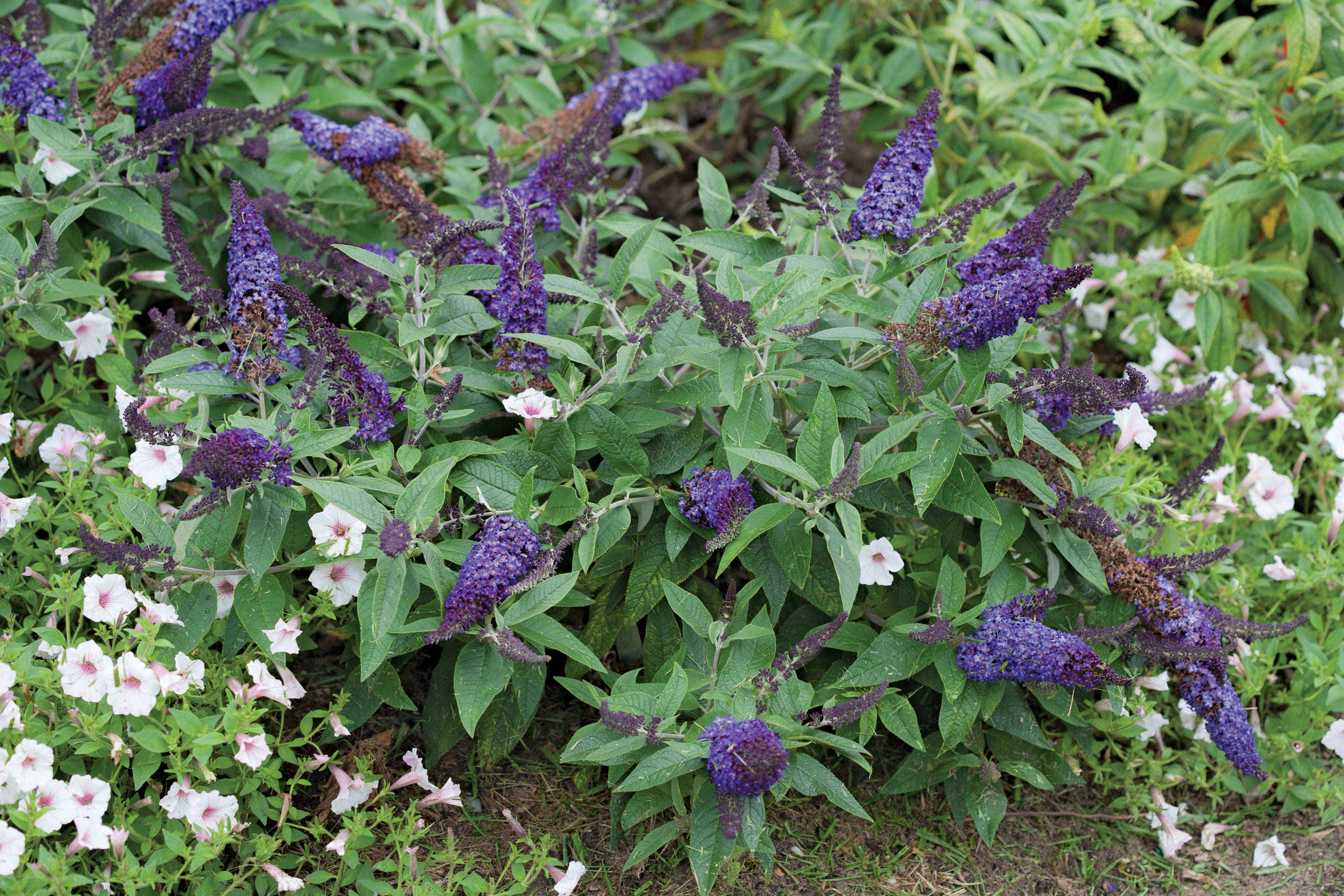 Pugster Blue Butterfly Bush surrounded by annual flowers